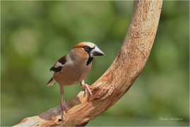 <p>DLASK TLUSTOZOBÝ (Coccothraustes coccothraustes) Bohuslavice nad Vláří ---- /Hawfinch - Kernbeißer/</p>